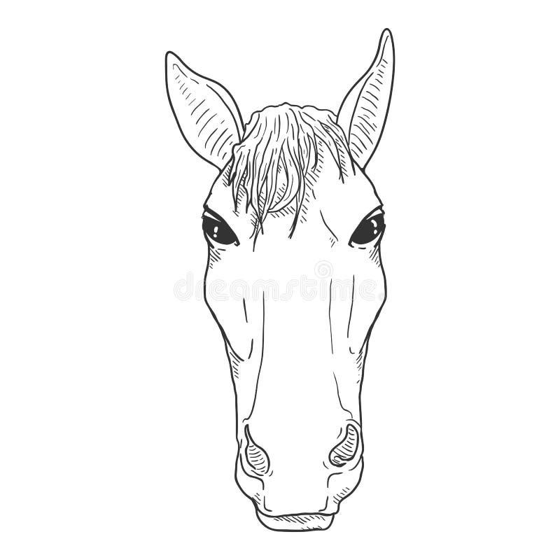 Top 167+ horse front view sketch latest
