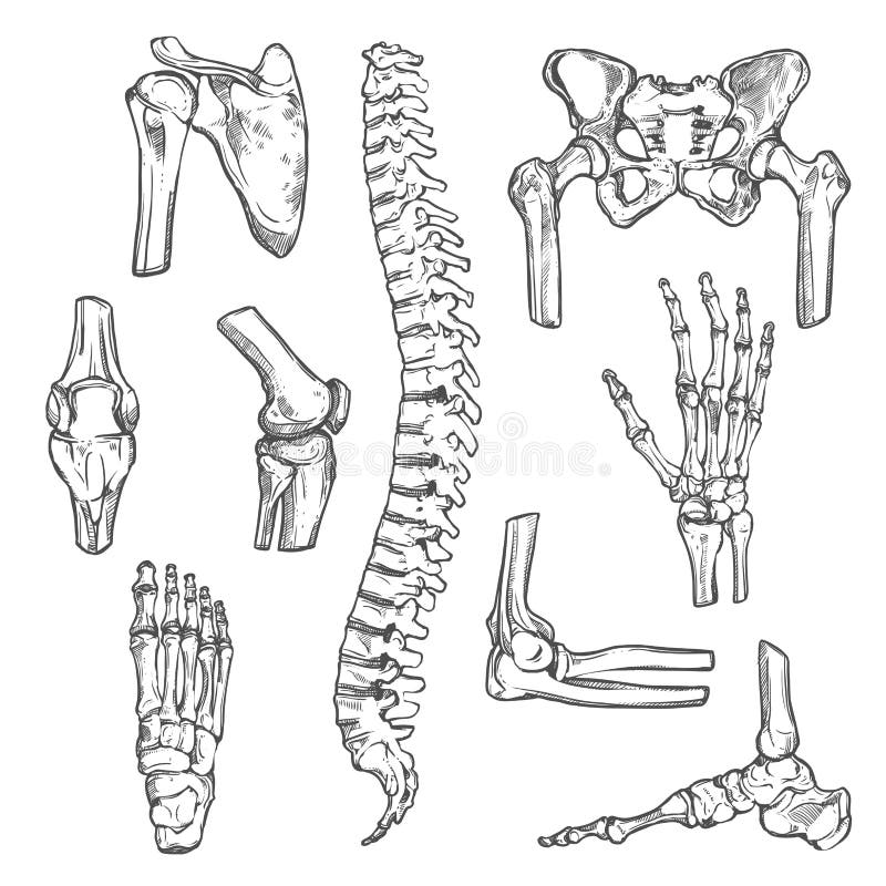 skeleton sketch skeleton sketch