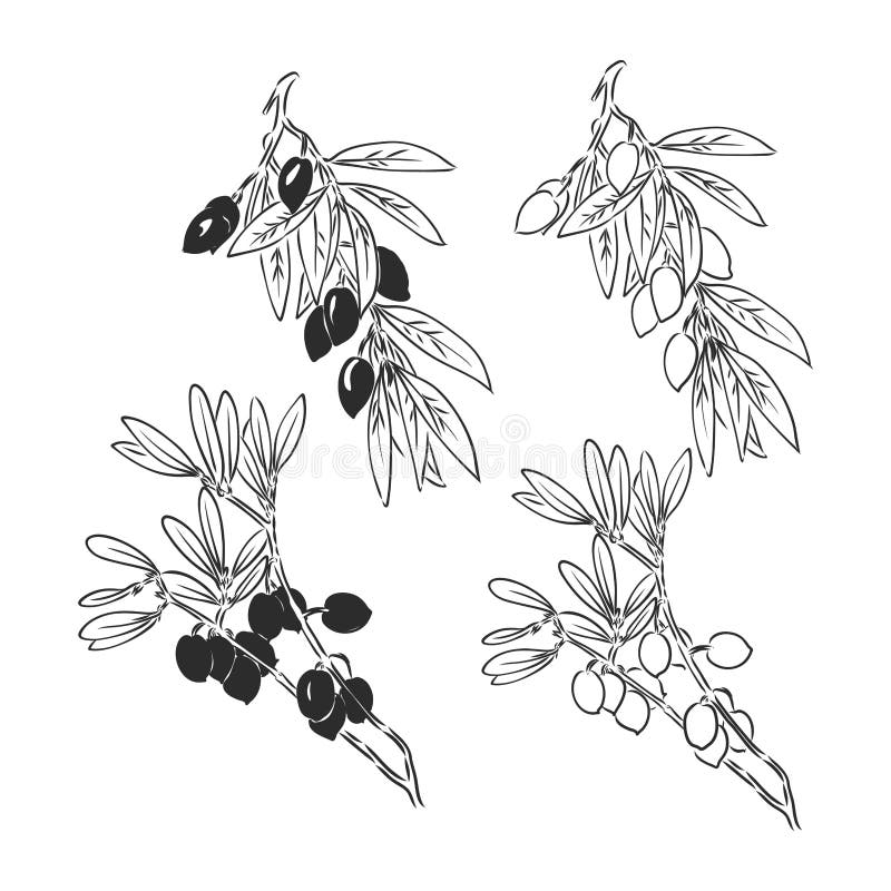 Vector Sketch of Olive Tree Branch. Olive Branch Vector Sketch Stock