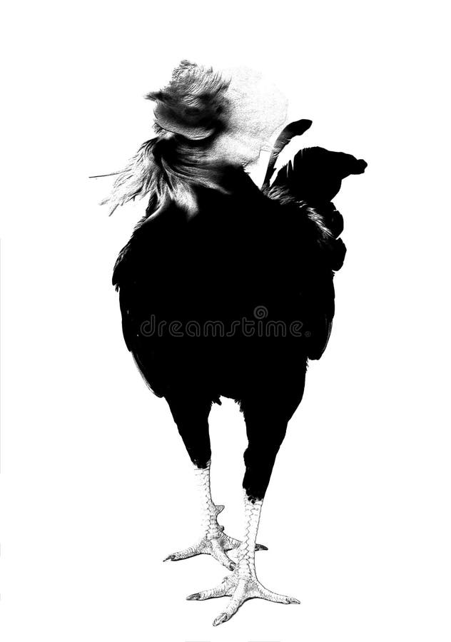 Vector sketch of rooster or head profile in black isolated on white background. Silhouette of head in graphic style.