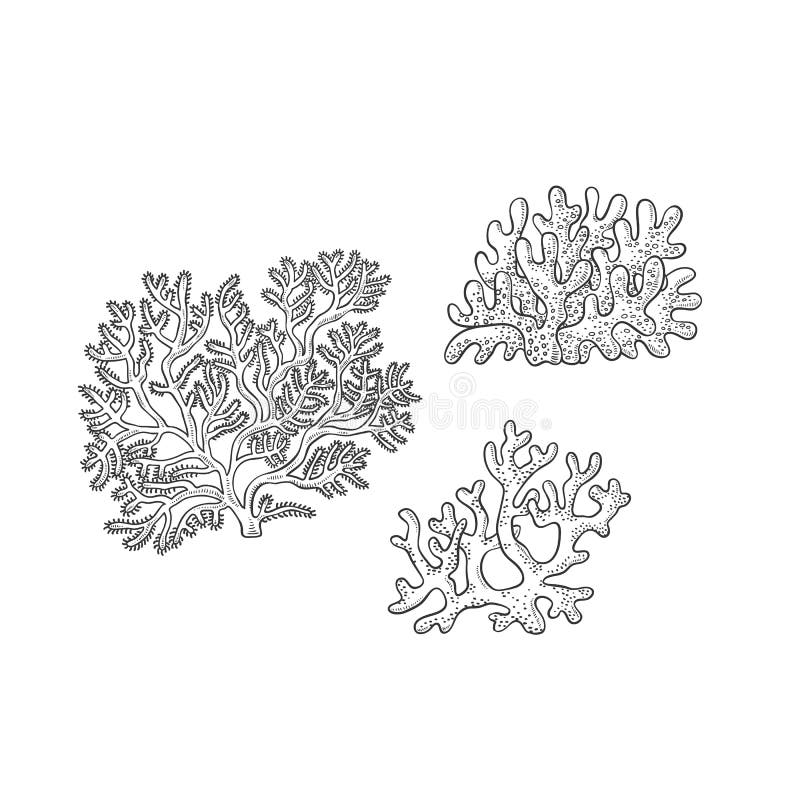 Vector sketch set corals. Three types polyps monochrome outline black illustration isolated on white background for design of tourist cards logos on marine theme