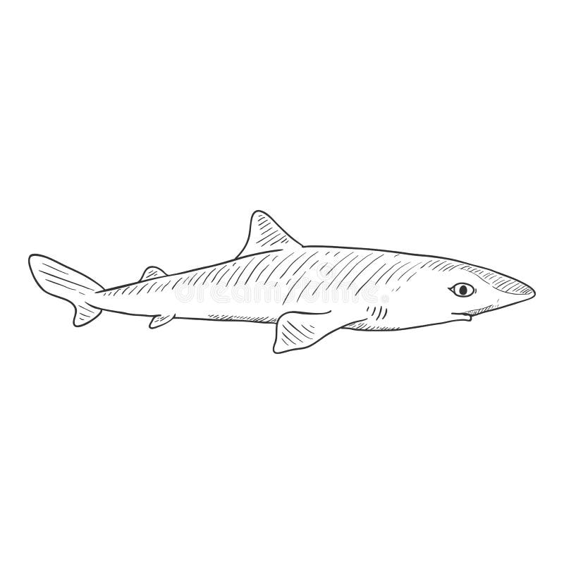 Dogfish Stock Illustrations 73 Dogfish Stock Illustrations, Vectors