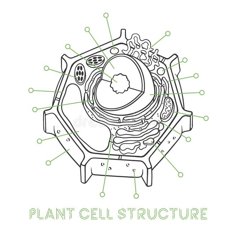 Vector Sketching Illustrations Schematic Structure Of Plant Cell Stock Vector Illustration Of Nucleus Biology 151605266