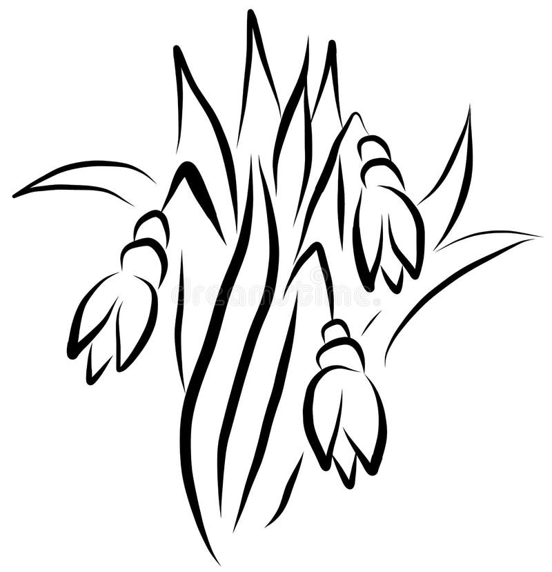 Download Vector Snowdrop Drawing By Lines. Sketch Snowdrop. Stock ...