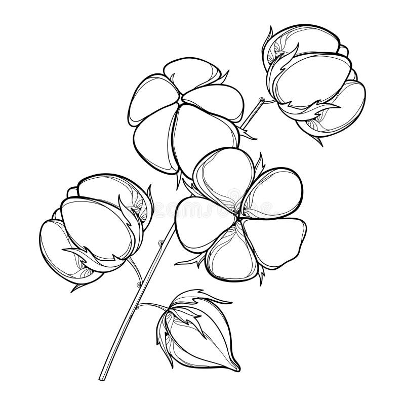 Cotton Plant White Black Stock Illustrations – 1,444 Cotton Plant