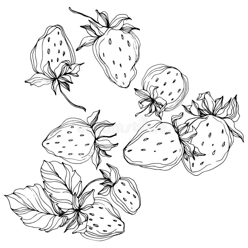 Strawberry Black White Stock Illustrations – 9,243 Strawberry Black ...