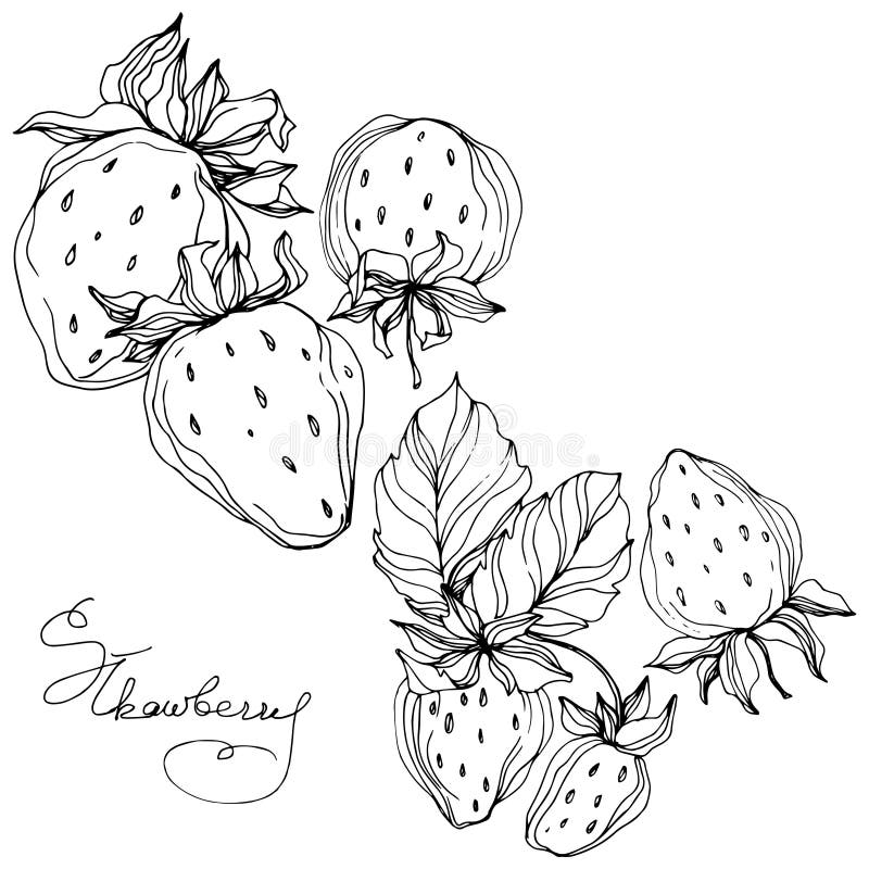 Vector Strawberry Fruits. Black and White Engraved Ink Art. Isolated ...