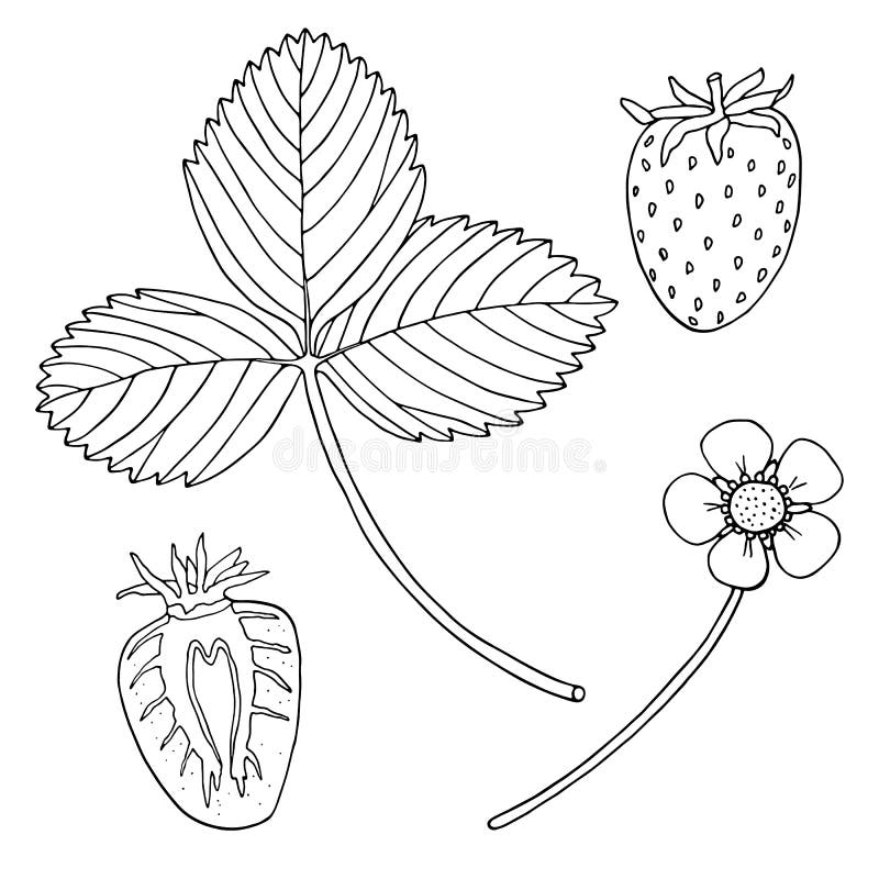 Vector strawberry with leaf and flower set. Hand drawn single berry, cut sliced strawberry. Outline black and white