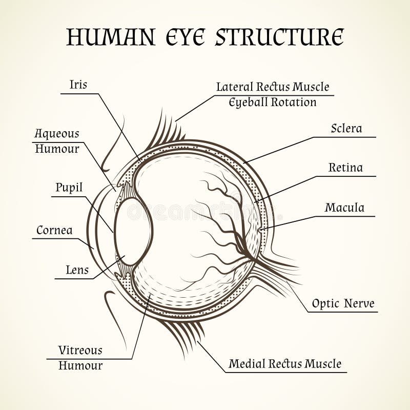 Schematic drawing of the human eye. Adapted from... | Download Scientific  Diagram