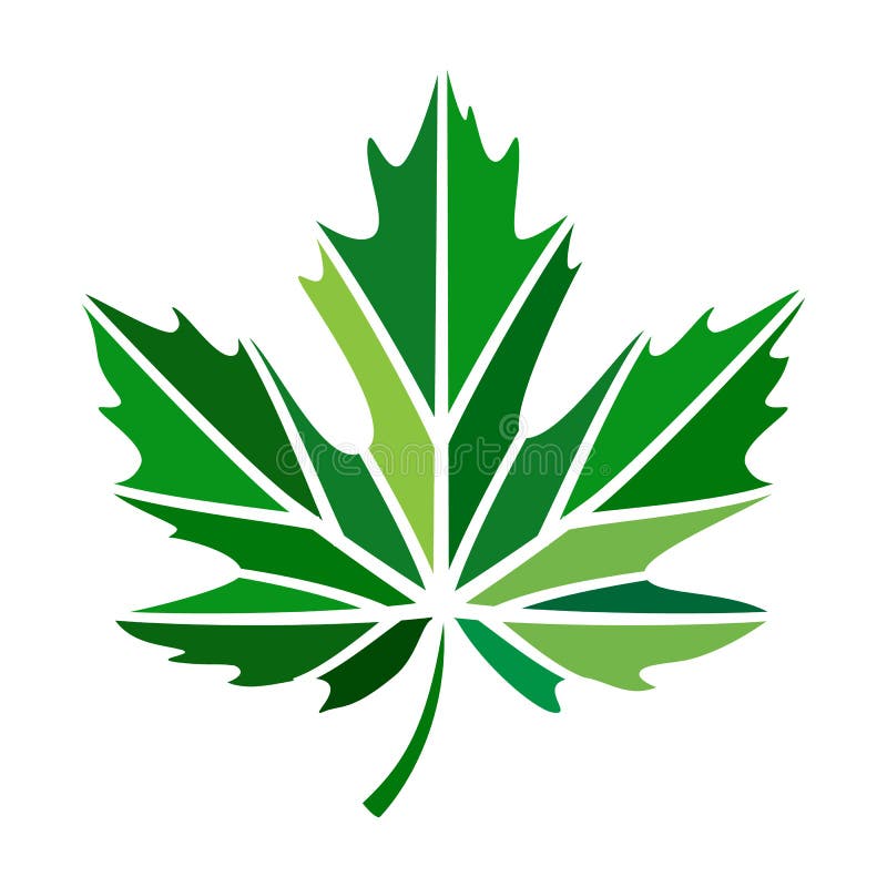 Vector stylize logo with green maple leaf