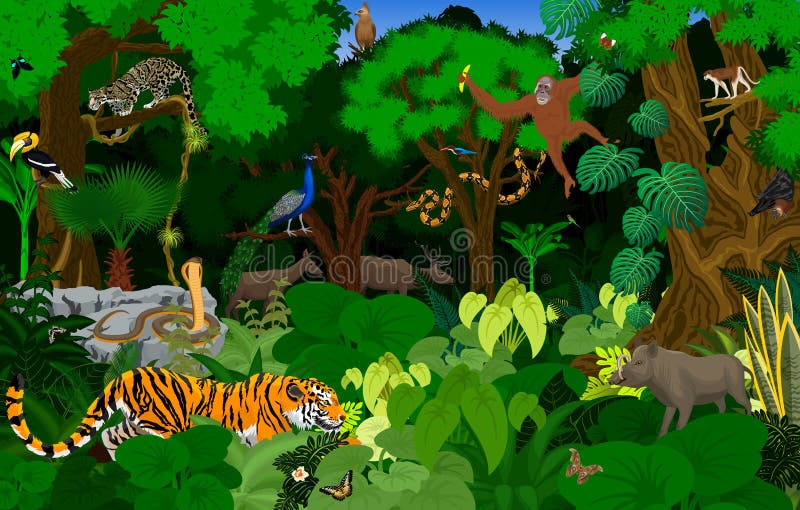 Rain Forest Animals Cartoon - nature wallpaper