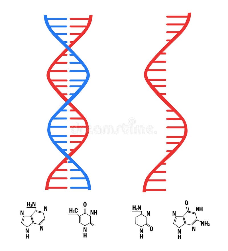 Vector thin-line ICON related with RNA and DNA stock illustration