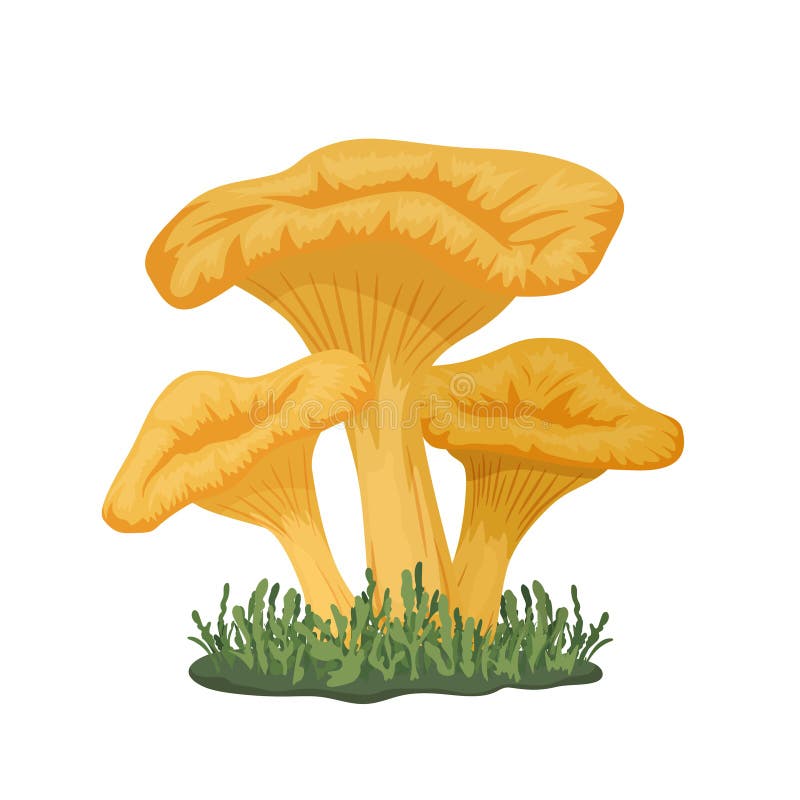 Vector Three Chanterelle Mushrooms on Meadow. Hand Drawn Cartoon Yellow ...