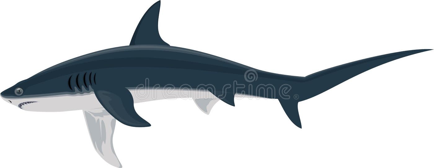 Thresher Shark Stock Illustrations – 146 Thresher Shark Stock