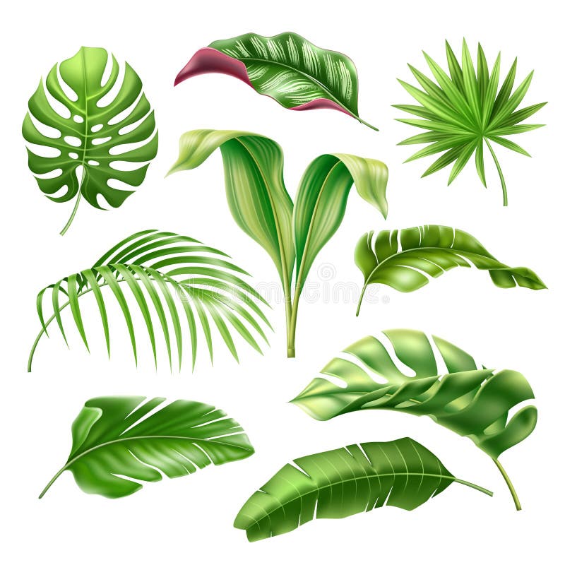 Vector Tropical Leaves Realistic Monstera Palm Set Stock Vector ...