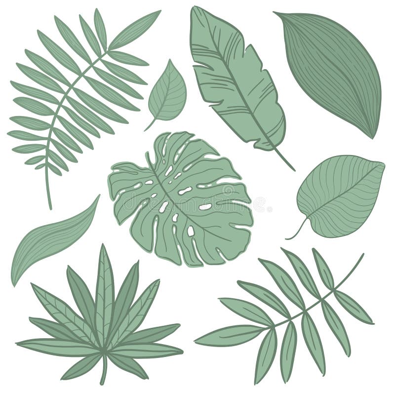 Vector tropical palm leaves, jungle, split leaf, philodendron, set isolated...