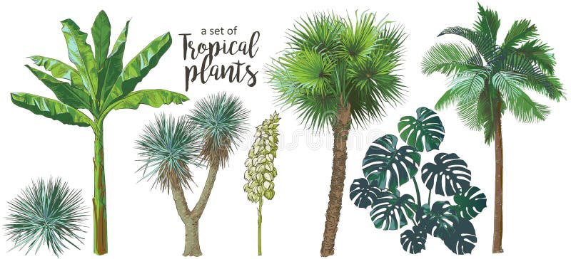 Vector Tropische palmen, installaties, blad, gebladerte, monstera