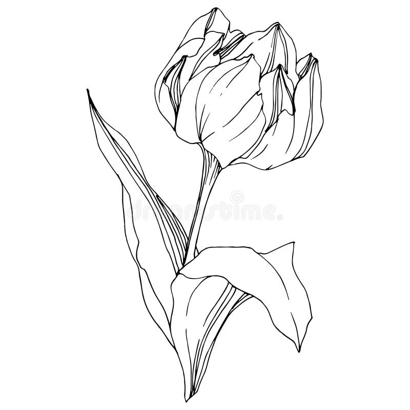 Vector Tulip Black and White Engraved Ink Art. Floral Botanical Flower ...