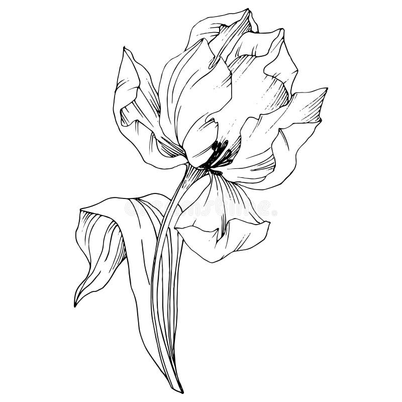 Vector Tulip Black and White Engraved Ink Art. Floral Botanical Flower ...