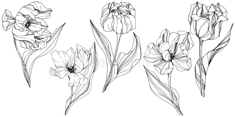 Vector Tulip Black and White Engraved Ink Art. Floral Botanical Flower ...