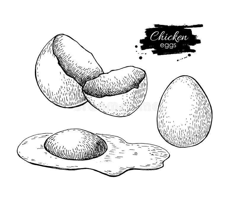Vector vintage hand drawn scrambled chicken egg. royalty free illustration Vector vintage hand drawn scrambled chicken egg. royalty free illustration