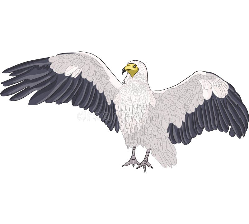 Isolated Wings Vulture Stock Illustrations 362 Isolated Wings Vulture