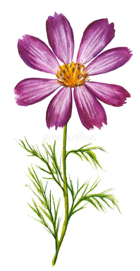 Vector watercolor illustration of purple cosmos flower isolated on white background