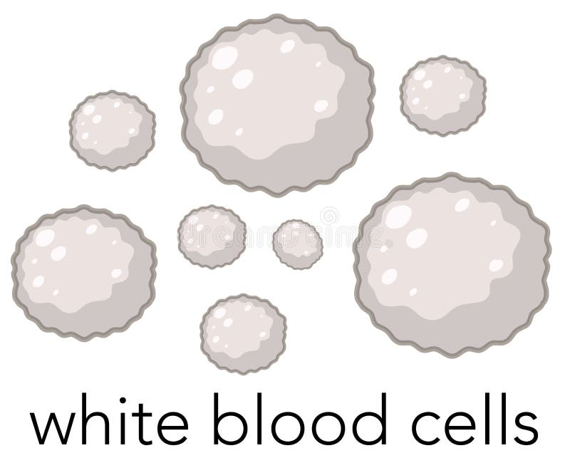 Featured image of post White Blood Cells Clipart Please use and share these clipart pictures with your friends