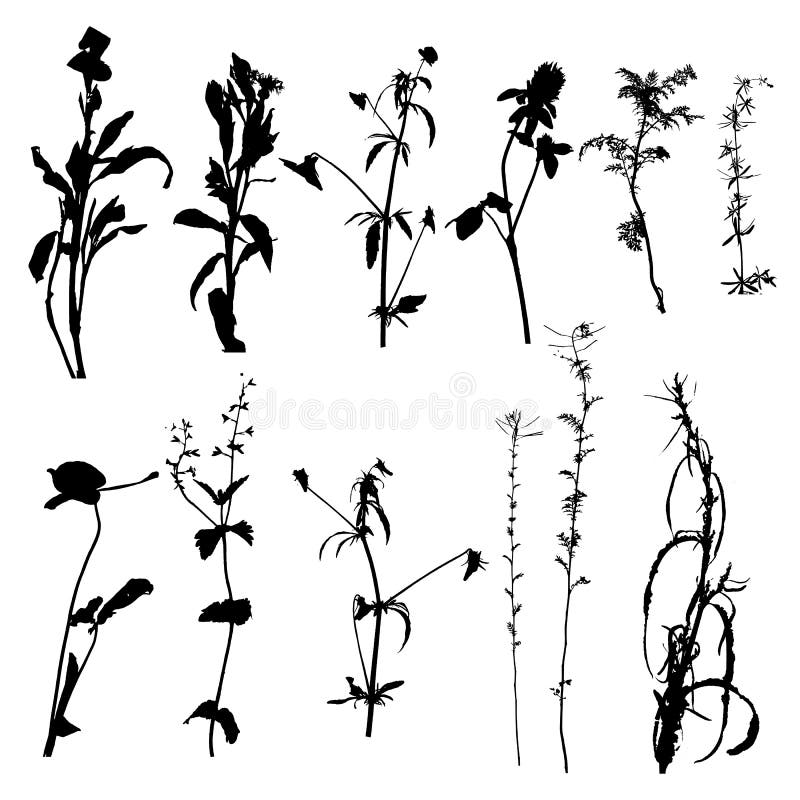 Vector Wild Plants Silhouettes Stock Vector - Illustration of nature ...