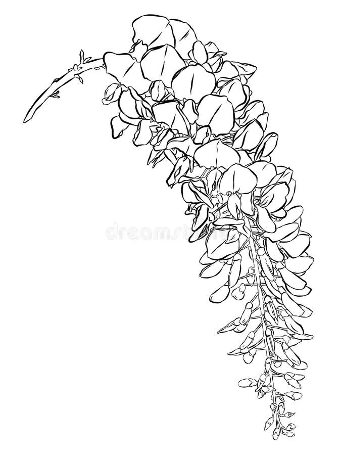 Wisteria Illustration Stock Illustrations 1,578 Wisteria Illustration Stock Illustrations