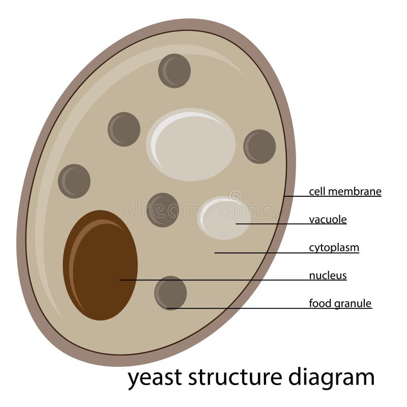 Yeast fermentation principle for drinks and food outline diagram. Labeled  educational chemical process with glucose and pyruvate steps vector  illustration. Added ingredients and final acid products. Stock Vector