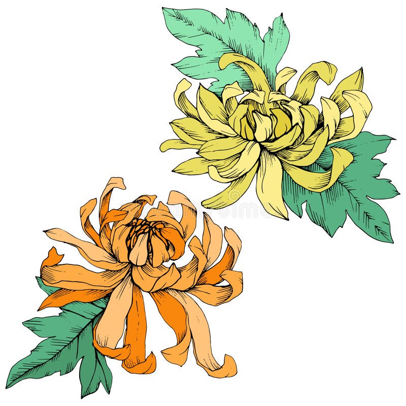 Vector Yellow and orange Chrysanthemum floral botanical flowers. Engraved ink art. Isolated flower illustration element.