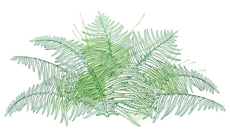 Vector чертеж папоротника завода леса плана ископаемого при покрашенные fronds в пастельном зеленом цвете изолированный на белой бесплатная иллюстрация Vector чертеж папоротника завода леса плана ископаемого при покрашенные fronds в пастельном зеленом цвете изолированный на белой бесплатная иллюстрация