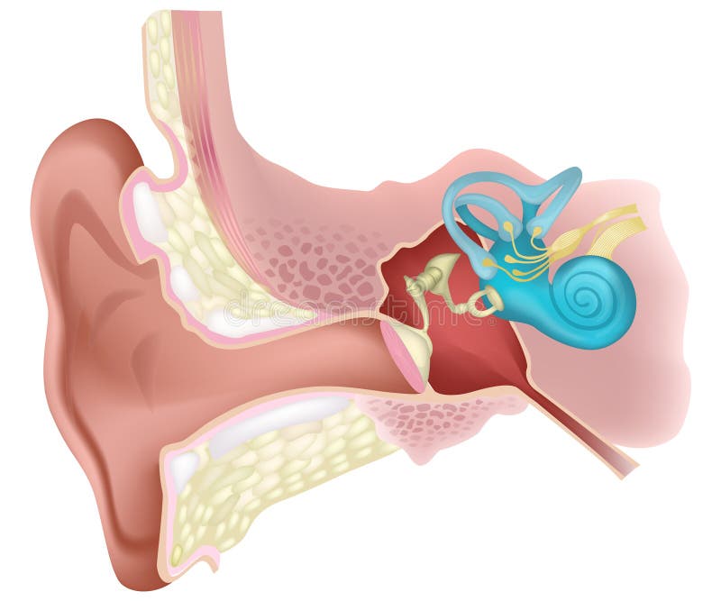 Vectorafbeelding van het inwendige diagram van het menselijk oor