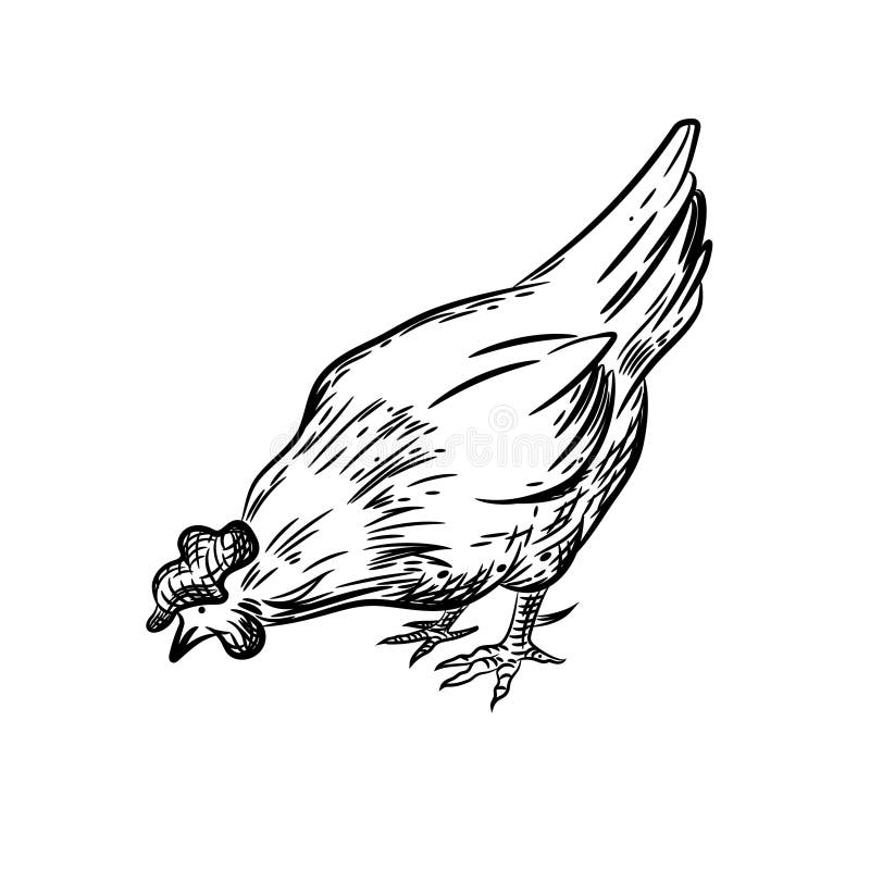 Vectorbeeld van een kip Landbouwillustratie Binnenlandse vogel royalty-vrije illustratie Vectorbeeld van een kip Landbouwillustratie Binnenlandse vogel royalty-vrije illustratie