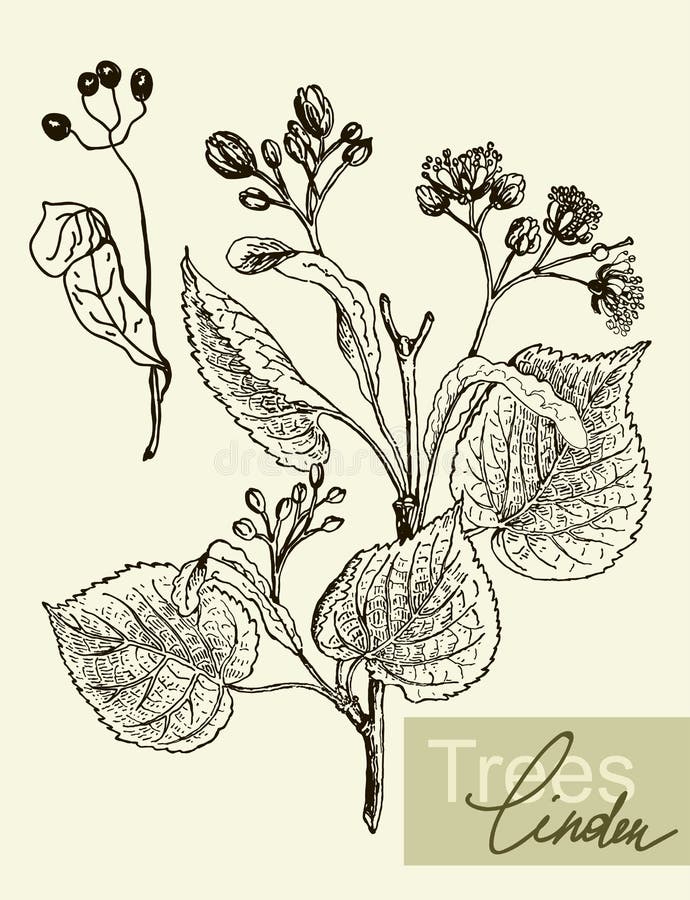 Vectorbladeren, bloemen en vruchten van de linde royalty-vrije illustratie Vectorbladeren, bloemen en vruchten van de linde royalty-vrije illustratie
