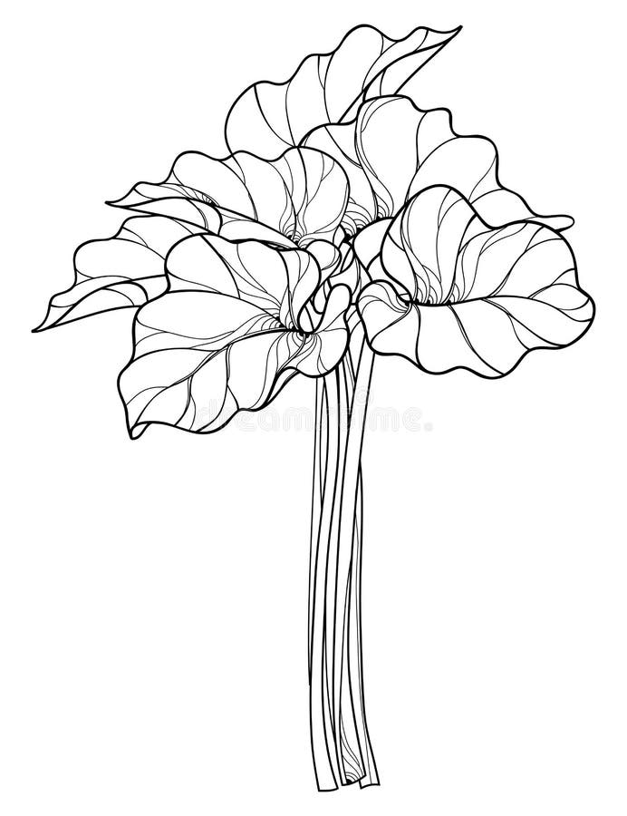 Vectordiebos met overzichtsrabarber of Rheum-groente in zwarte op witte achtergrond wordt geïsoleerd Overladen blad van Rabarberb royalty-vrije illustratie Vectordiebos met overzichtsrabarber of Rheum-groente in zwarte op witte achtergrond wordt geïsoleerd Overladen blad van Rabarberb royalty-vrije illustratie