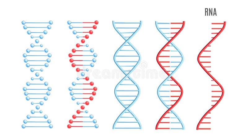 Vectordna-de schroef spiraalvormige genetische code van de RNAmolecule stock illustratie Vectordna-de schroef spiraalvormige genetische code van de RNAmolecule stock illustratie