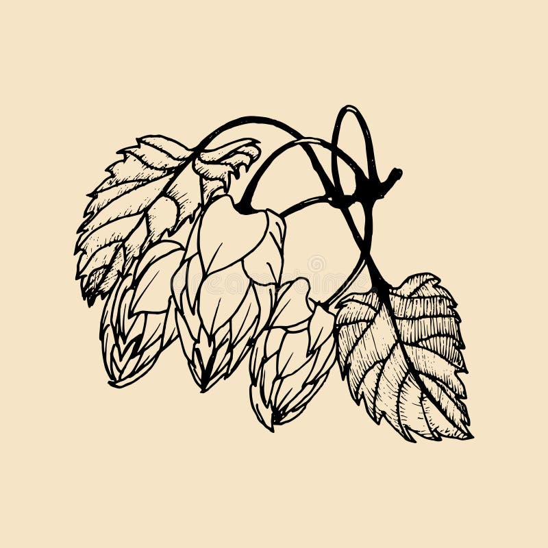 Vectorhand geschetste illustratie van hop Het ontwerp van brouwerijkruiden Hand geschetst bierbeeld, aal of het pictogram van de royalty-vrije illustratie Vectorhand geschetste illustratie van hop Het ontwerp van brouwerijkruiden Hand geschetst bierbeeld, aal of het pictogram van de royalty-vrije illustratie