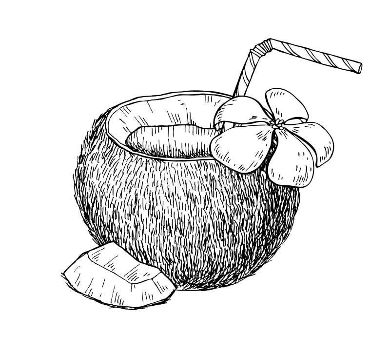 Vectorhand getrokken kokosnotendrank Tropisch gegraveerd de zomerfruit vector illustratie Vectorhand getrokken kokosnotendrank Tropisch gegraveerd de zomerfruit vector illustratie