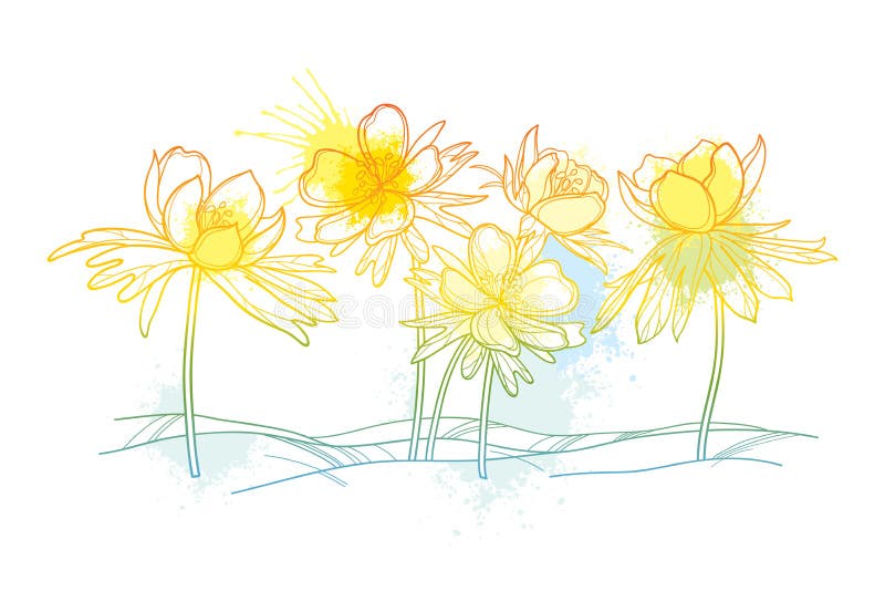 Vector outline early spring Eranthis or winter aconite flower on the glade in pastel yellow isolated on white background. Floral bunch with ornate Eranthis in contour style for spring design. Vector outline early spring Eranthis or winter aconite flower on the glade in pastel yellow isolated on white background. Floral bunch with ornate Eranthis in contour style for spring design.