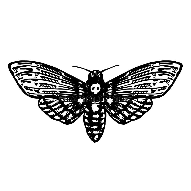 Vlinder Hawk Moth Doodskop Acherontia Atropos Van Zwarte Contourlijnen ...