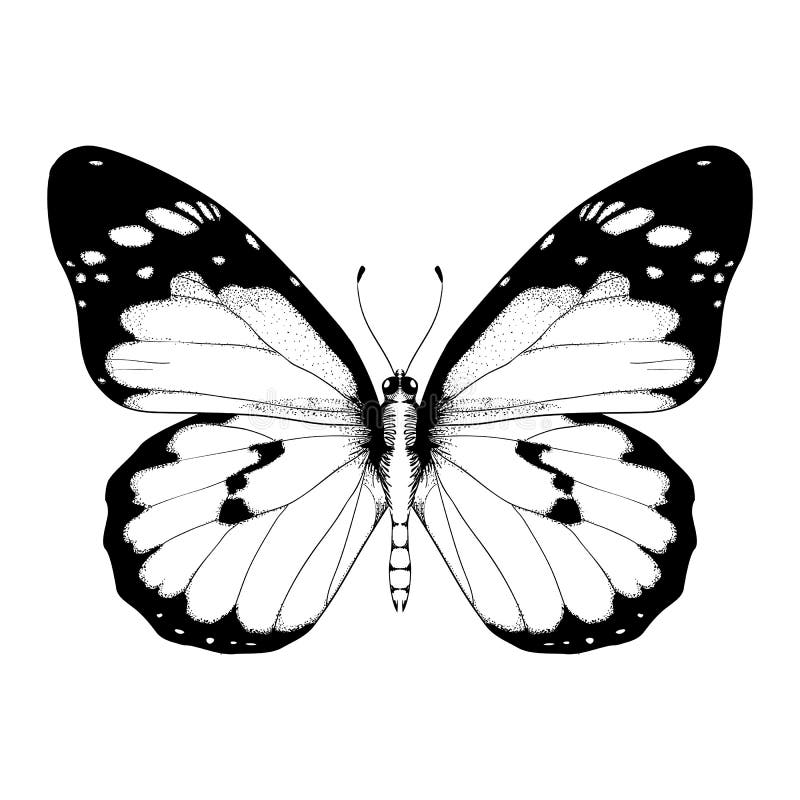 Vectorillustratie met zwart-witte vlinder stock illustratie Vectorillustratie met zwart-witte vlinder stock illustratie