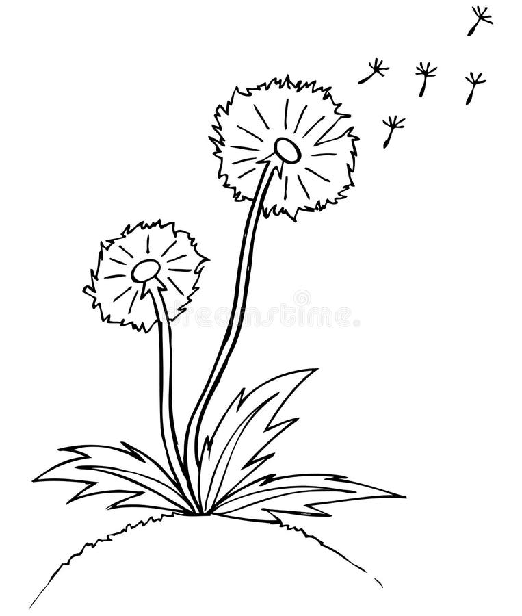 Vectorillustratie. paardebloem. Zwart overzicht sket stock illustratie Vectorillustratie. paardebloem. Zwart overzicht sket stock illustratie