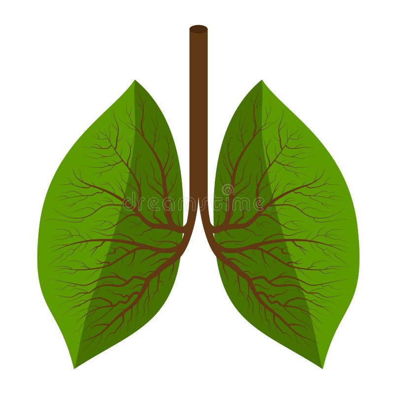 Vectorillustratie van gezonde longen die uit groene bladeren bestaan vector illustratie Vectorillustratie van gezonde longen die uit groene bladeren bestaan vector illustratie