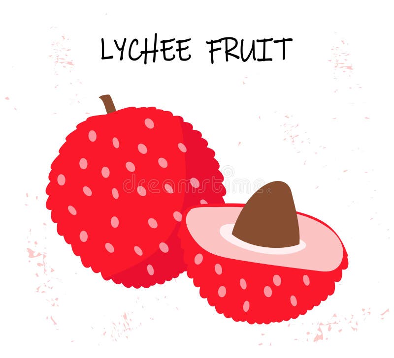 Vectorillustratie van litchi - tropisch fruit vector illustratie Vectorillustratie van litchi - tropisch fruit vector illustratie