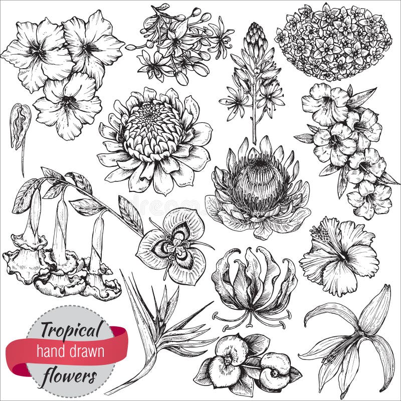 Vectorinzameling van hand getrokken tropische bloemen en bladeren royalty-vrije illustratie Vectorinzameling van hand getrokken tropische bloemen en bladeren royalty-vrije illustratie