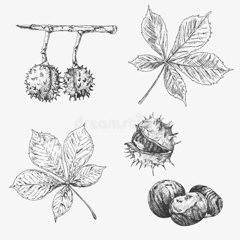 Vectorkastanjeblad en noten die reeks trekken De herfstelementen Getrokken de hand detailleerde botanische illustratie stock illustratie Vectorkastanjeblad en noten die reeks trekken De herfstelementen Getrokken de hand detailleerde botanische illustratie stock illustratie
