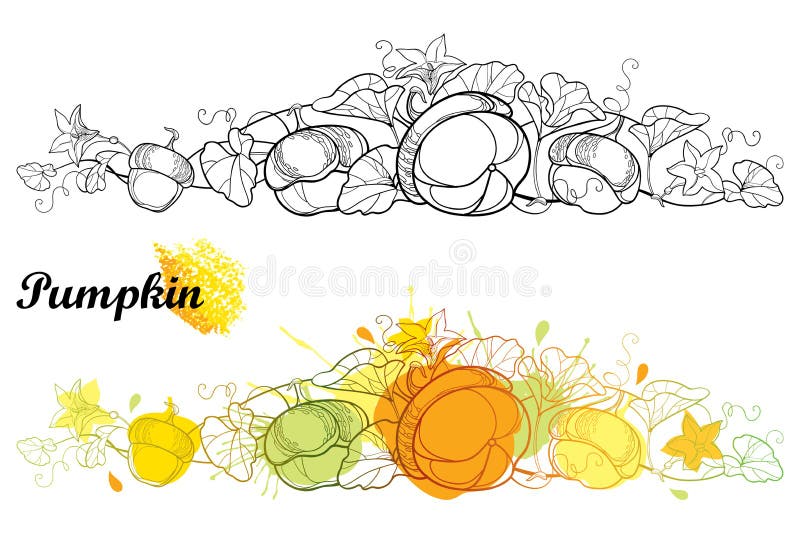 Vectorreeks van de horizontale wijnstok van de overzichtspompoen met bloem, overladen die gebladerte op witte achtergrond wordt g vector illustratie Vectorreeks van de horizontale wijnstok van de overzichtspompoen met bloem, overladen die gebladerte op witte achtergrond wordt g vector illustratie