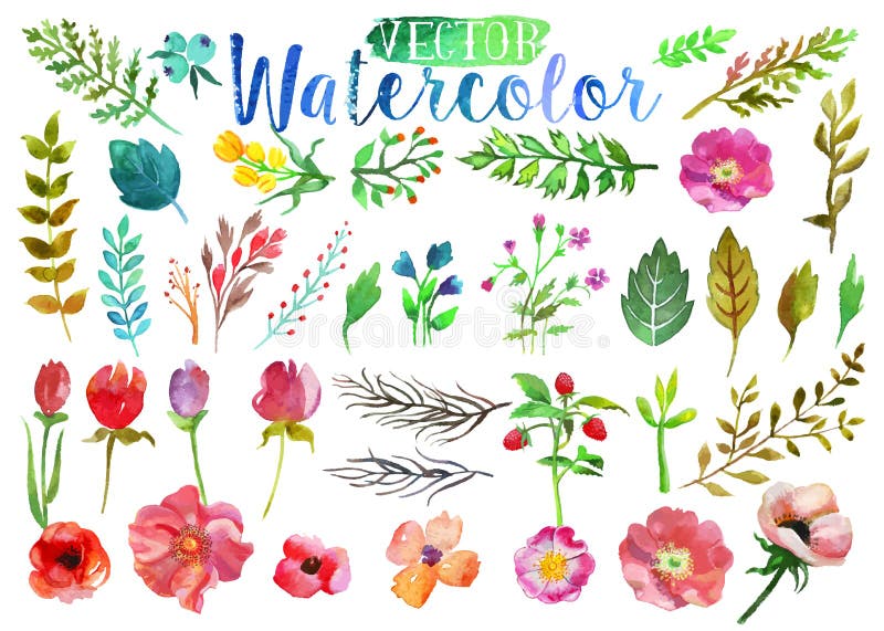 Vector watercolor hand drawn colorful flowers, leaves and horns. The art paint on white background. Vector watercolor hand drawn colorful flowers, leaves and horns. The art paint on white background